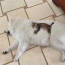 개와 고양이가 친해지는 방법 이미지