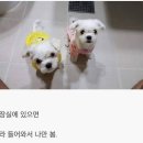 개바라기 Daum카페