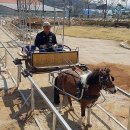 영천시운주산승마조련센터 이미지