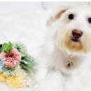 특별하개 이미지