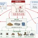 중앙산업 도축장 | 염소 브루셀라병 관리 가이드