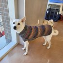 남부켄넬 이미지