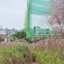 황화농장 | 서울 근교 수원 가볼만한곳 l 수원탑동시민농장 가을 꽃 단풍 드라이브 데이트 주차장 사진스팟