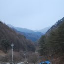 자작나무캠핑장 Daum카페
