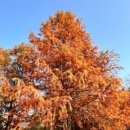 오산-청학-청학-11 이미지