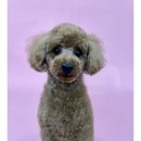 그루밍독스 이미지