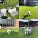 추억만 남개 이미지