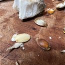 수정-128 이미지