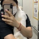 반갑다(반려견이 갑이다) 이미지