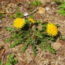 민들레 Dandelion 이미지