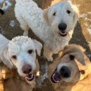 디디디아이 이미지