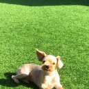 서른살나의펫2 이미지