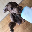 힘찬동물병원 이미지