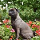 분당데이지동물병원 이미지