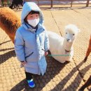강원도 홍천 아이와 가볼 만한 곳 알파카 월드 먹이주기 힐링 산책 체험 푸드코트 후기
