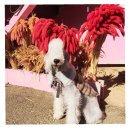 뷰나인아임파인 | 강화도 애견동반 코스 / 보문사 / 흐노니 / 뷰나인펜션 /아임파인카페 / 강화도 진복호