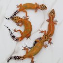 시스터게코