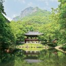 모텔시골선비 | 하늘서 내려다본 ‘편백의 바다’ … ‘쉼’이 가득한 풍경에 젖어들다