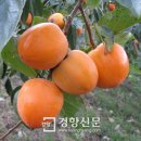 대봉축산 경향신문