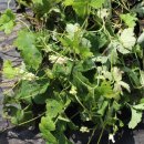 진범 농장 이미지