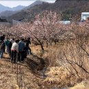 다압초등학교 더코리아