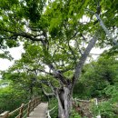 서밋정육식당 | 모나파크 용평리조트 이벤트로 다녀온 후기 (7.11일까지)