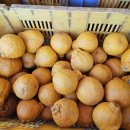 하우스한라봉 파찌흠과 소중대 혼합10키로 32,000원 주문받습니다(드시는데전혀 문제없습니다) 이미지