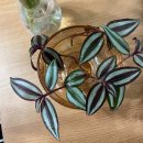 렘스주 | 🌿월간화원(月刊花園)&이케아 식물맞이🌿