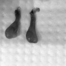 분당 아마존 동물병원 이미지