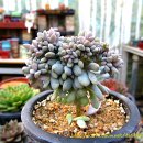 승승농장 이미지