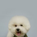 쿨 애견미용 이미지