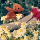 스마일독 이미지