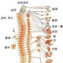 명상시에 페퍼민트향이 뼈속으로 물결치듯 퍼져나가다. 이미지