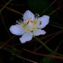 아침이슬 이미지