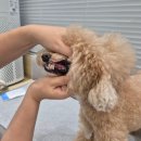 농림축산검역본부 부설 동물병원 | 반려견과 캐나다 출국 준비! 광견병 항체 검사와 건강증명서 발급