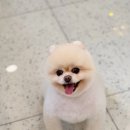 하이몽 애견미용실 이미지