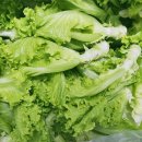 🥬 오늘 점심은 소박하지만 너무 맛있는 한 끼 😋 이미지