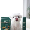 이로운덴탈 | 강아지 덴탈껌 치약과 함께 사용하기 좋은 핏펫 플라고 3D 스케일링껌 꿀고구마