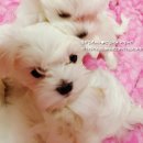 아띠아지 이미지