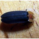 반딧불이민박 이미지