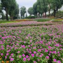 보강천 미루나무숲 이미지