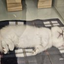 강남고양이분양 호야캣 이미지