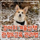 오앤피주 | 강아지 겨울철 산책, 이렇게 해야 안전해요! 산책 전후 관리 방법