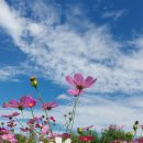 코스모스 이미지