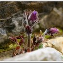 동강의 향기 이미지