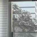 찌웅이네 숯불두마리치킨 인천1호점 | déc.1-2 눈오는 겨울 연말☃️ 인천에서 이재모피자🍕