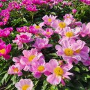 산자락 - 천안시 동남구 해수길 121 | 산자락