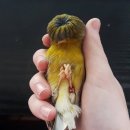 라벤더제이