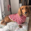 바오그루밍 이미지