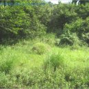 오산리 내 이미지